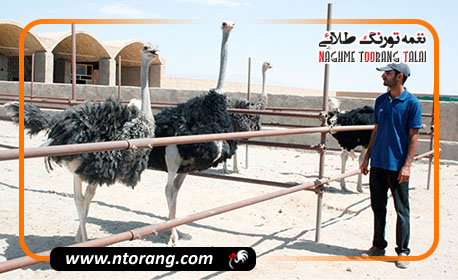 پرورش شترمرغ در زهک توسعه می‌یابد